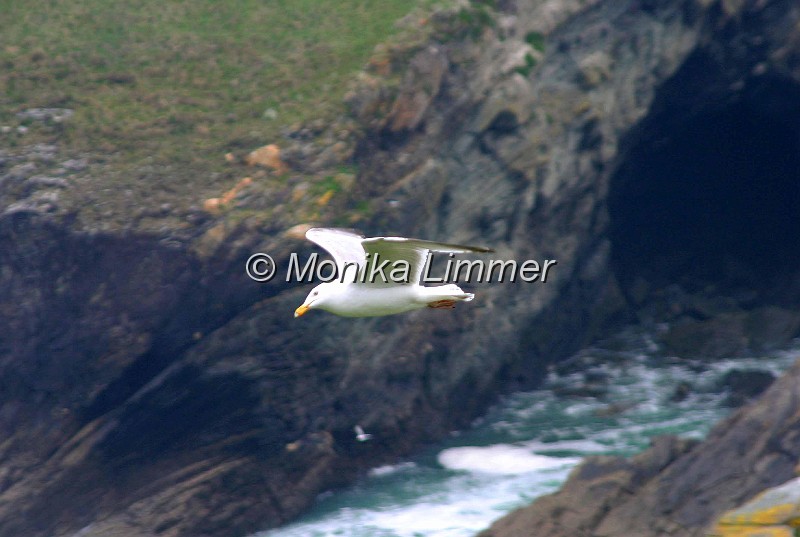 7977_moeve im flug.jpg